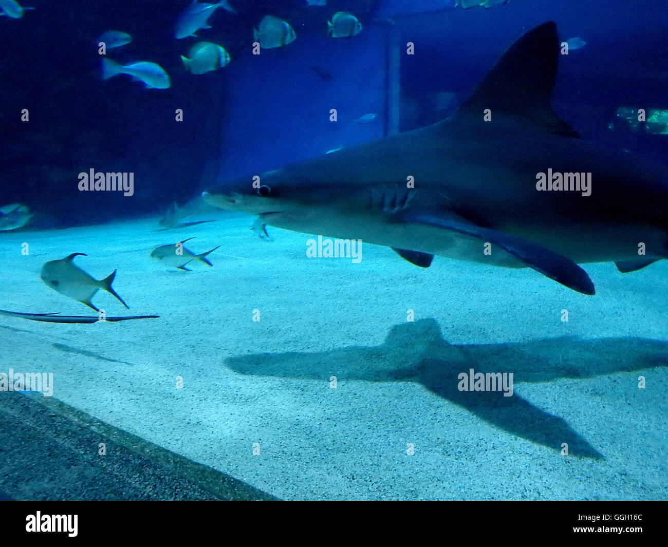 shark, sea lawyer, big shark in the water Stock Photo
