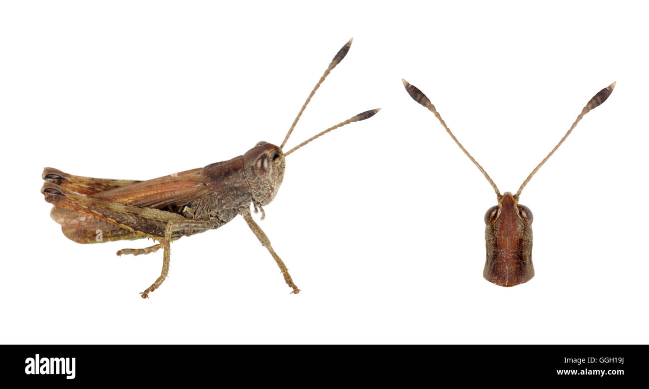 Rufous Grasshopper - Gomphocerippus rufus Stock Photo