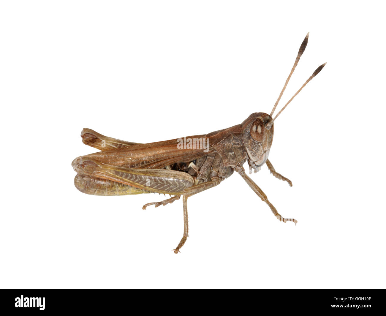 Rufous Grasshopper - Gomphocerippus rufus Stock Photo