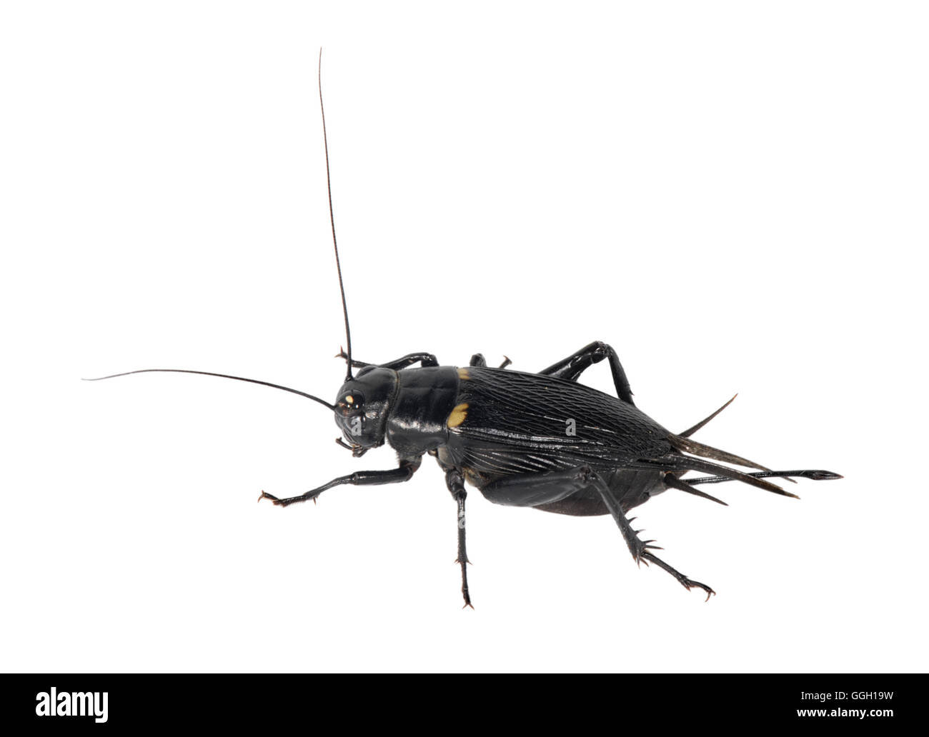 Southern Field Cricket - Gryllus bimaculatus Stock Photo