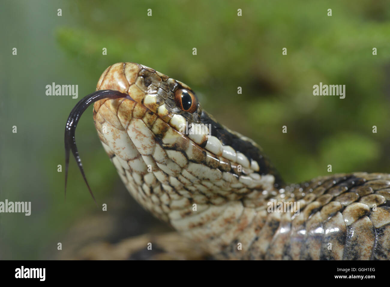 Adder - Vipera Berus Stock Photo - Alamy