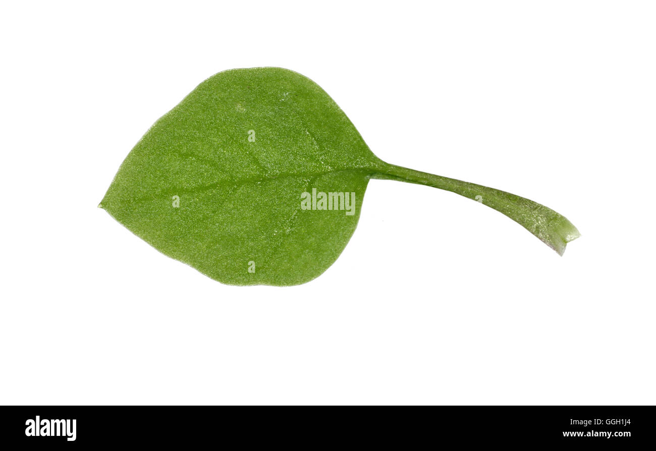 Common Chickweed - Stellaria media Stock Photo