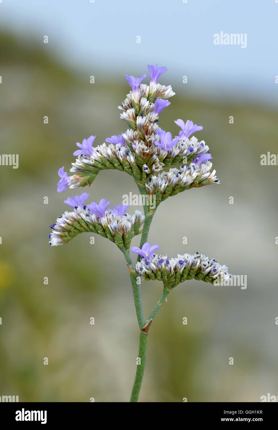 Portland Sea-lavender - Limonium recurvum ssp. portlandicum Stock Photo