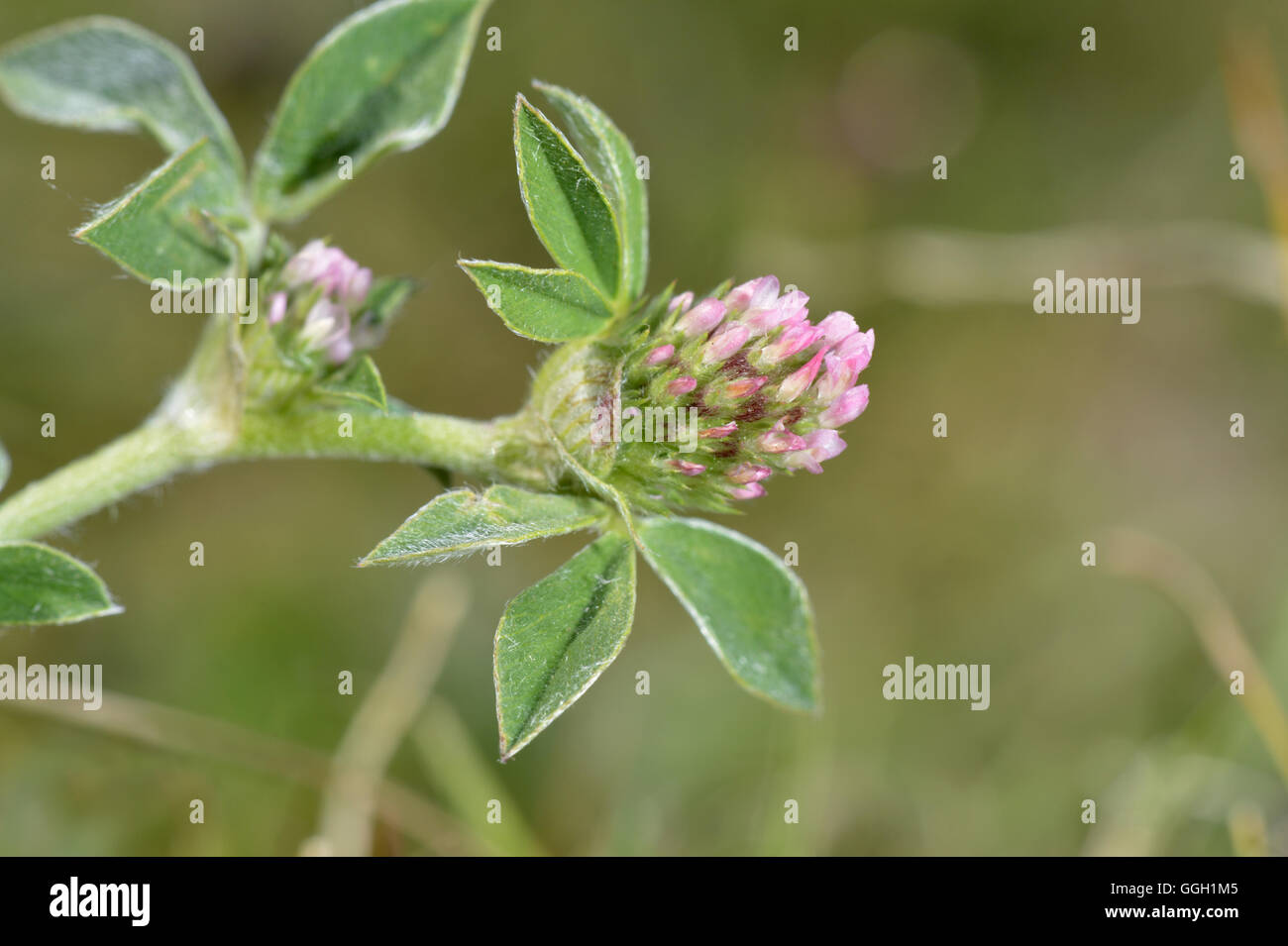 Knotted Clover - Trifolium striatum Stock Photo