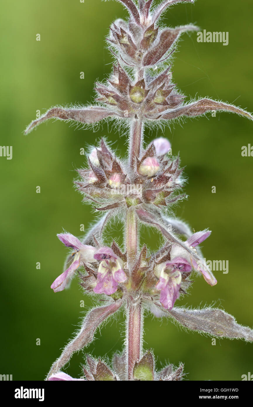 Limestone Woundwort - Stachys alpina Stock Photo