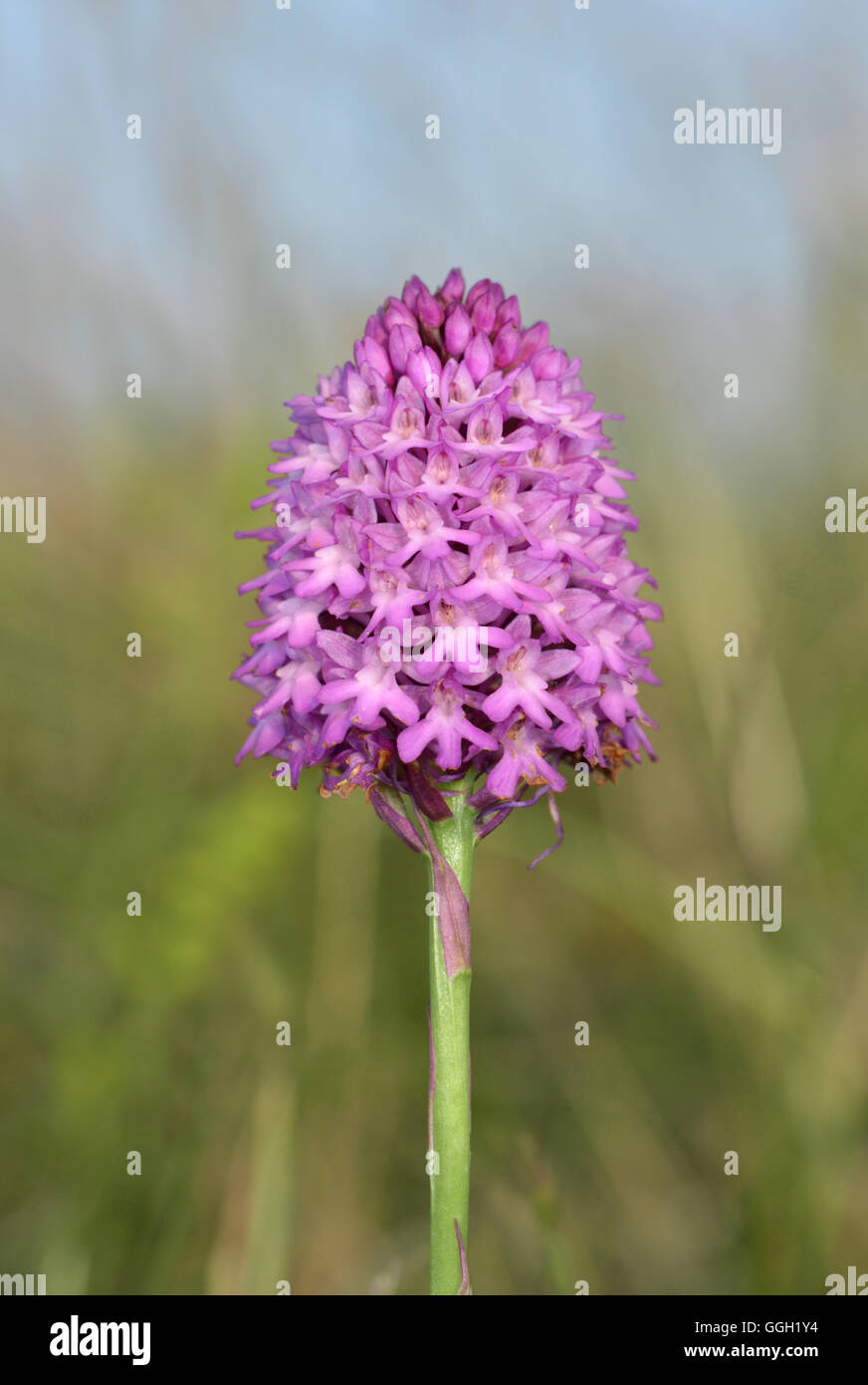 Pyramidal Orchid - Anacamptis pyramidalis Stock Photo - Alamy