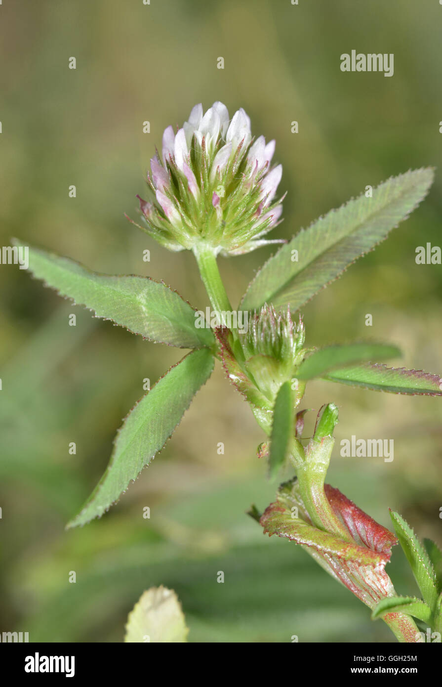 Upright Clover - Trifolium strictum Stock Photo