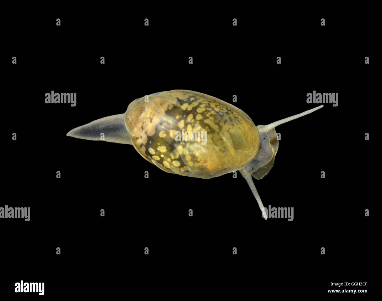 Common Bladder Snail - Physa fontinalis Stock Photo