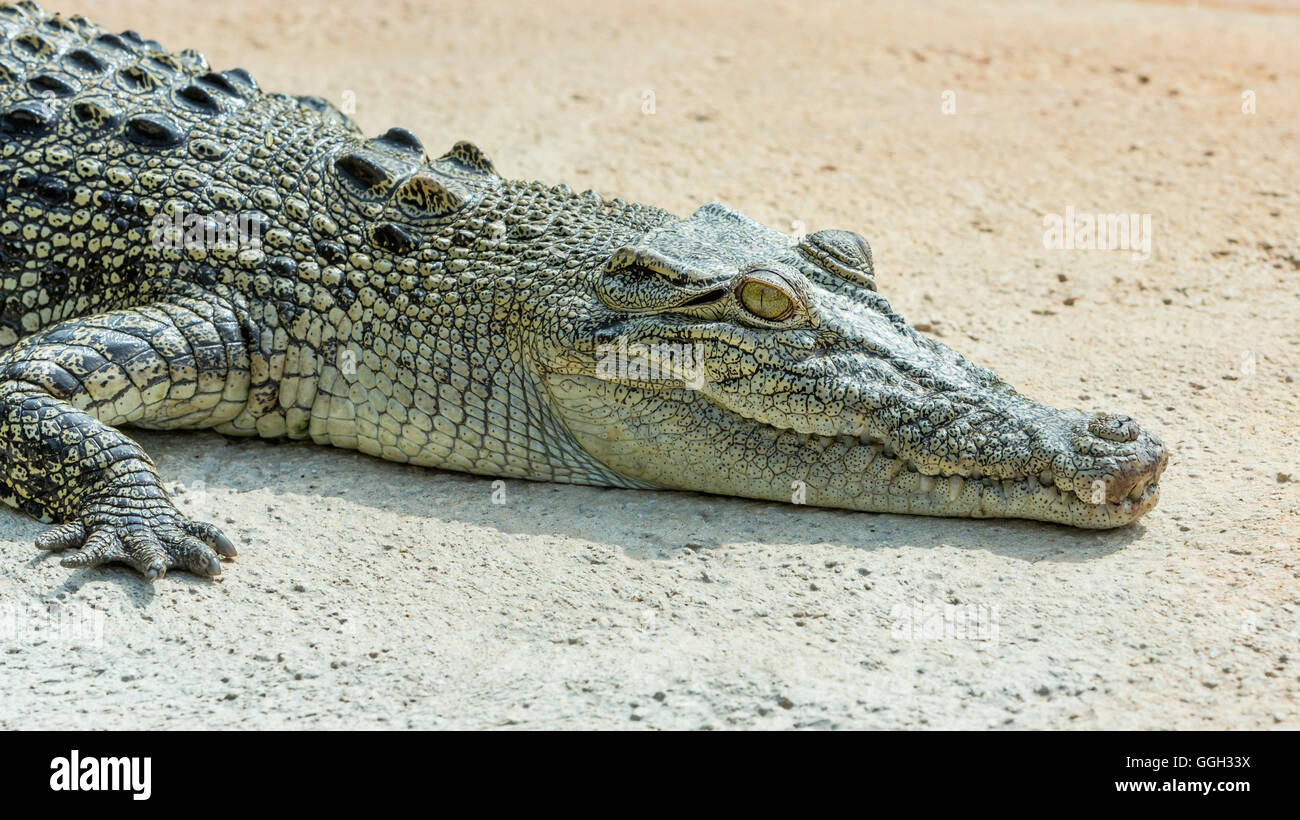 American alligator (Alligator mississippiensis). Florida. Wildlife animal. Stock Photo
