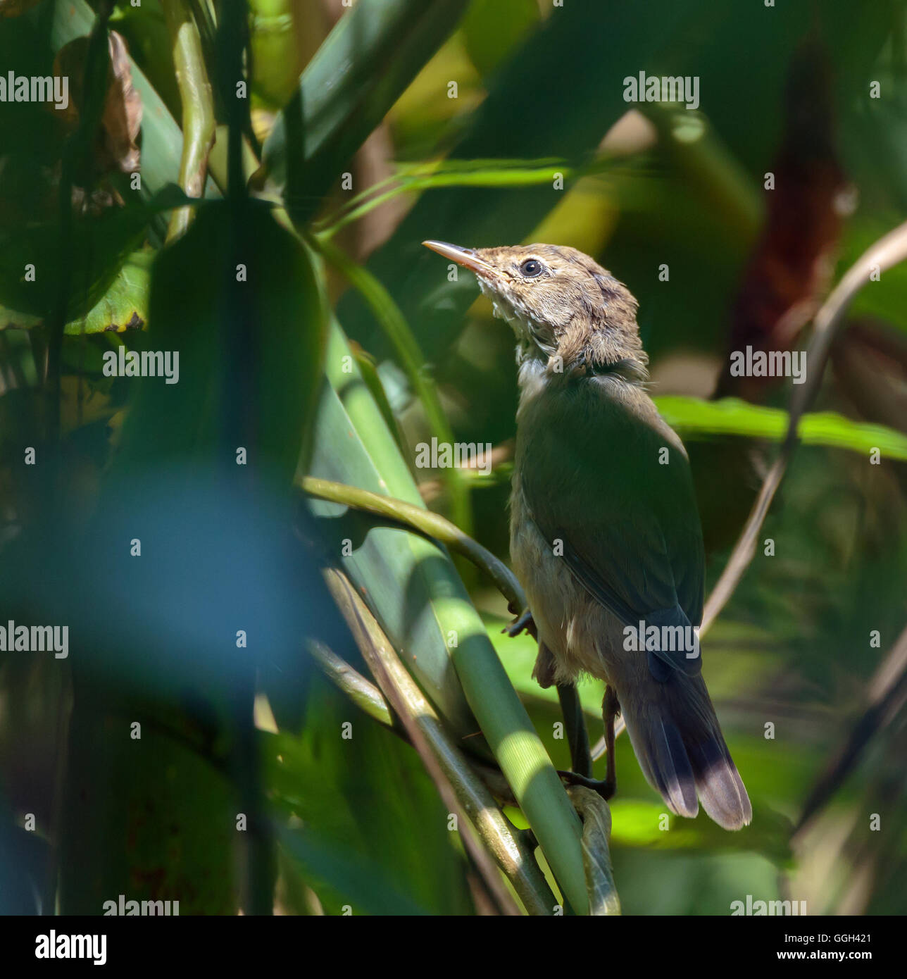 Savi's warbler (Locustella luscinioides) perched on a reed in the swamp Stock Photo