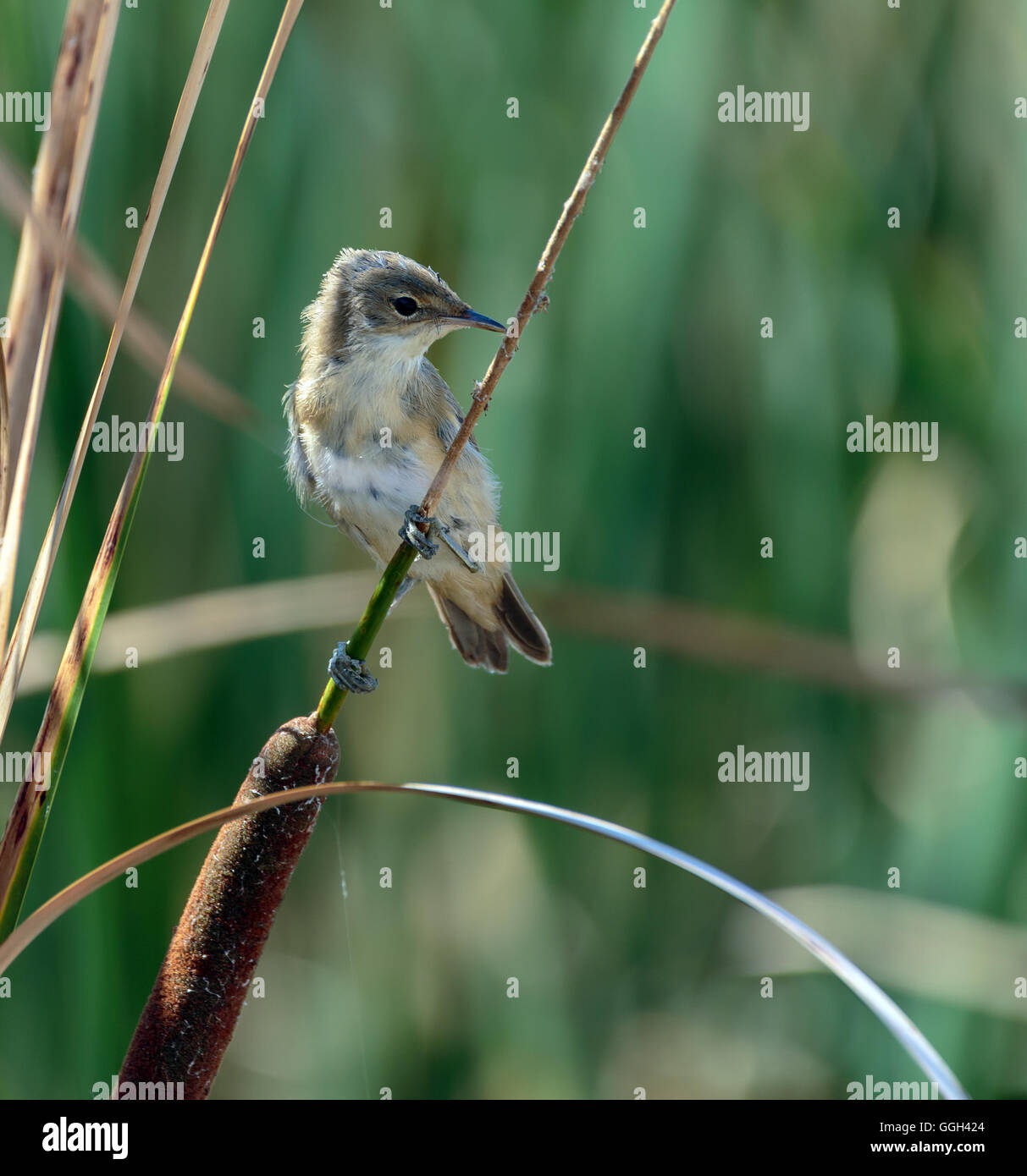 Savi's warbler (Locustella luscinioides) perched on a reed in the swamp Stock Photo
