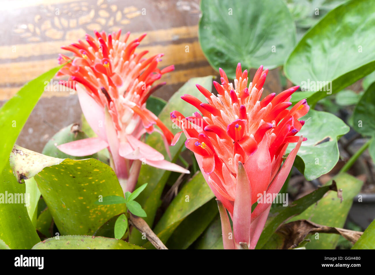 Billbergia Kyoto Bromeliad flowering and ornamental plants. ornamental red color a flowering plant Stock Photo