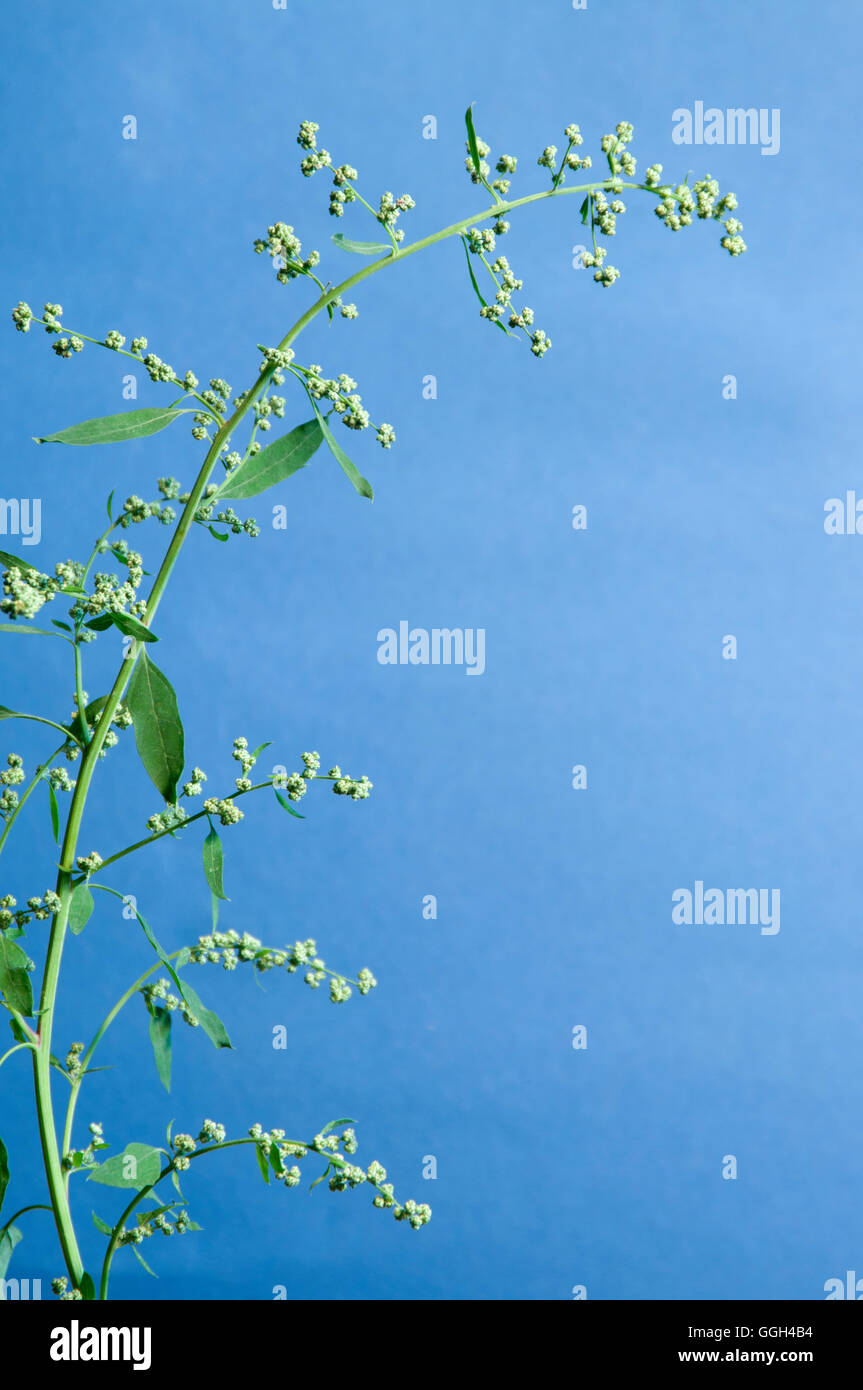 Orach plant close up over bluen background Stock Photo