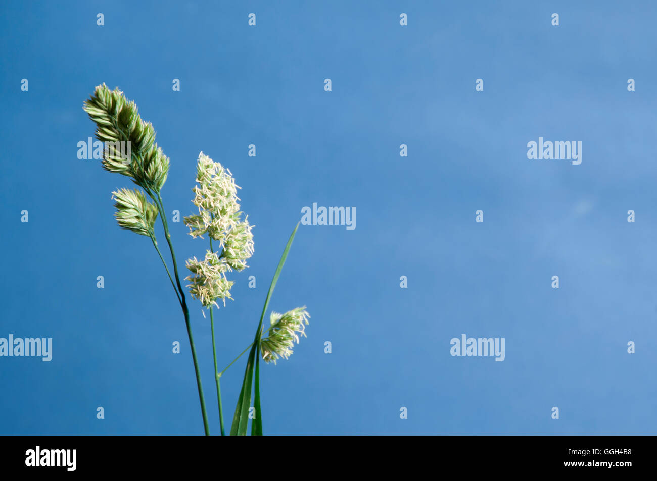Cockfoot grass over blue background, close up Stock Photo