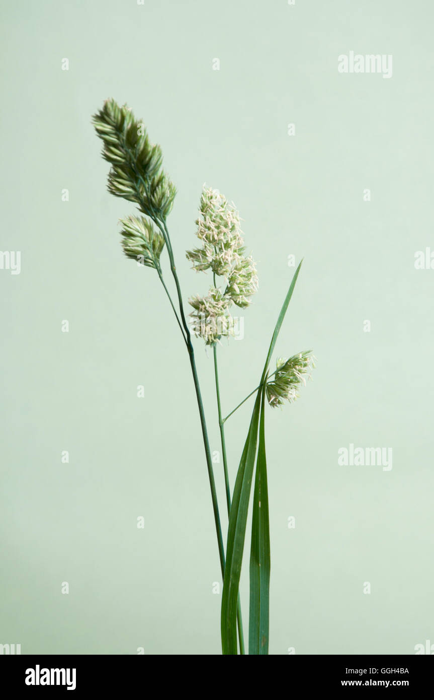 Cockfoot grass over green background, close up Stock Photo - Alamy