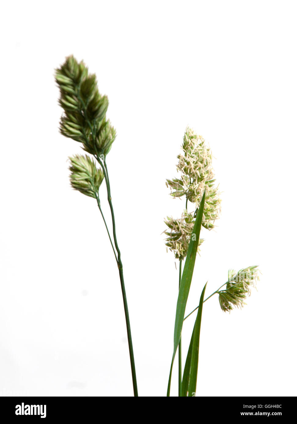 Cockfoot grass over white background, close up Stock Photo