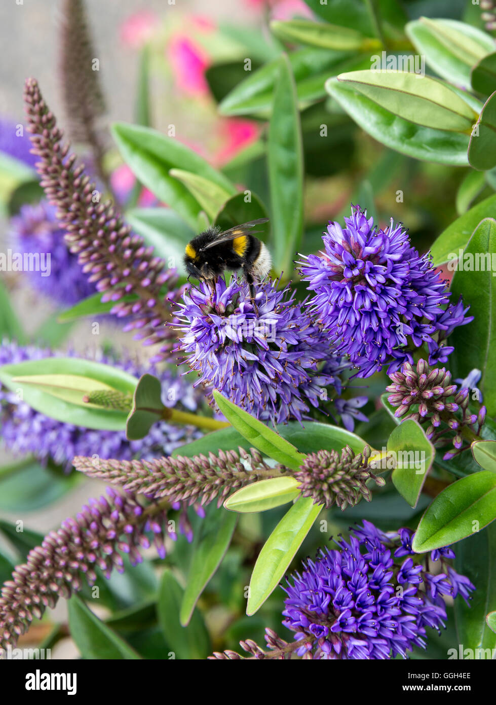 A Solitary Bumble Bee Feeding on a Blue Spiked Hebe Flower Donna in a Garden Alsager Cheshire England United Kingdom UK Stock Photo