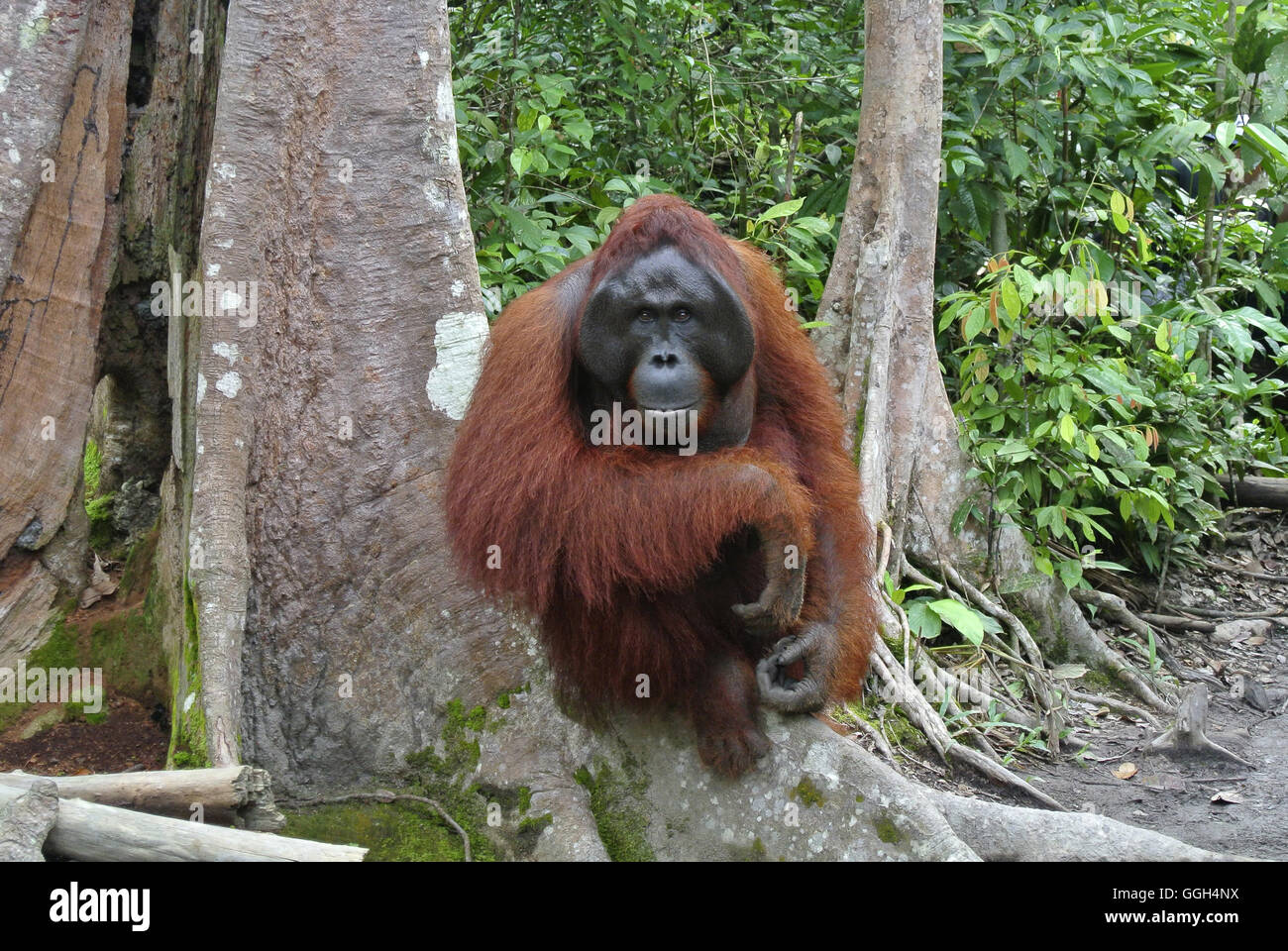 Orangutan, Indonesia. Native to Indonesia and Malaysia, orangutans are currently found in only the rainforests of Borneo and Sumatra Stock Photo