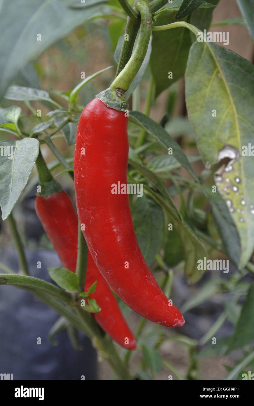 Red chilies plant, Indonesia. The chili pepper  is the fruit of plants from the genus Capsicum, members of the nightshade family Stock Photo