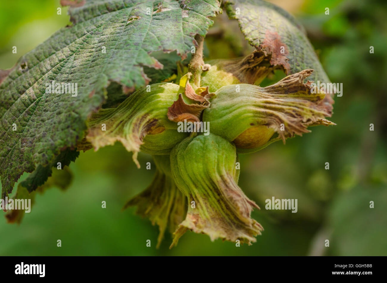 Hazel filbert tree with hazelnuts on the branch Stock Photo Alamy