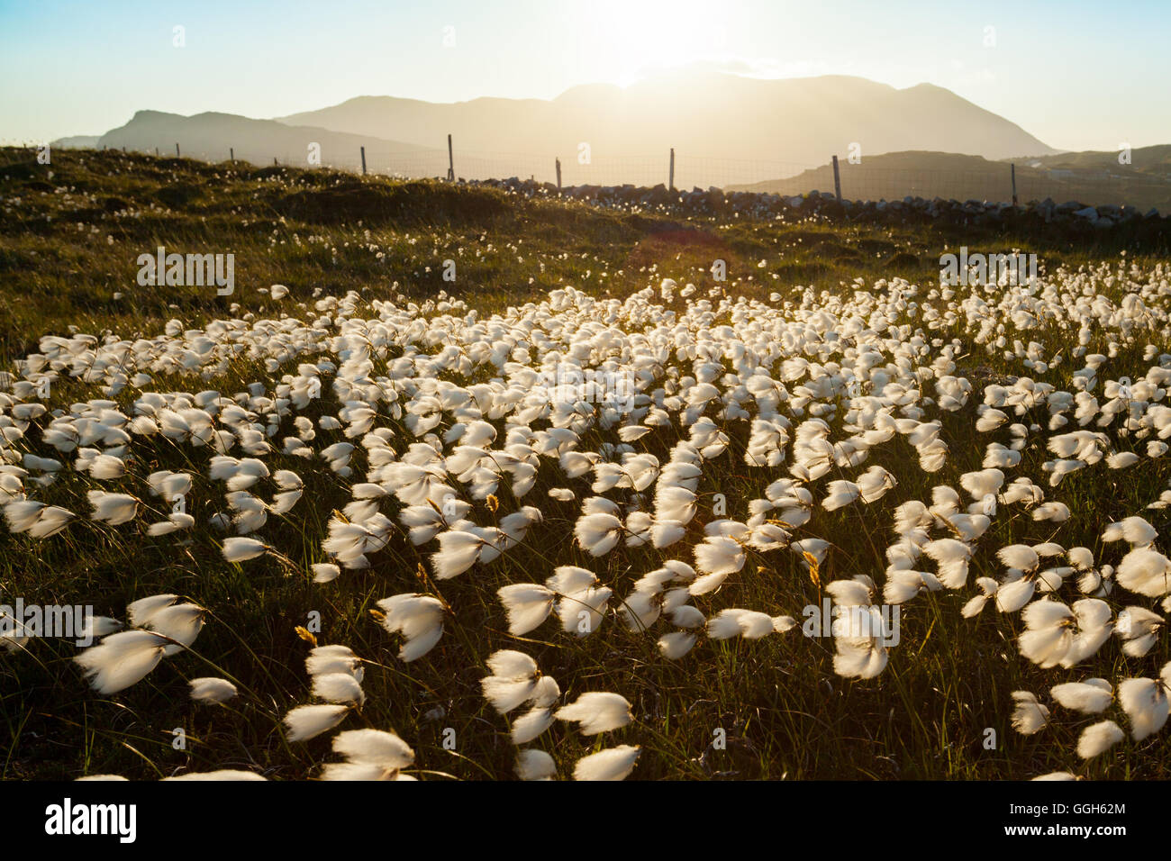 Golden cotton grass hires stock photography and images Alamy