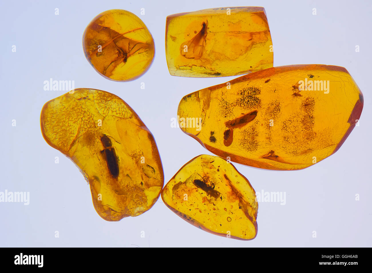 Typical amber specimen with a number of indistinct inclusions displayed at the Amber museum inside the the Tyszkiewicz Palace in the seaside resort town of Palanga, Lithuania. The Baltic region is home to the largest known deposit of amber. It dates from 44 millions years ago and includes the most species-rich fossil insect fauna discovered to date. Stock Photo