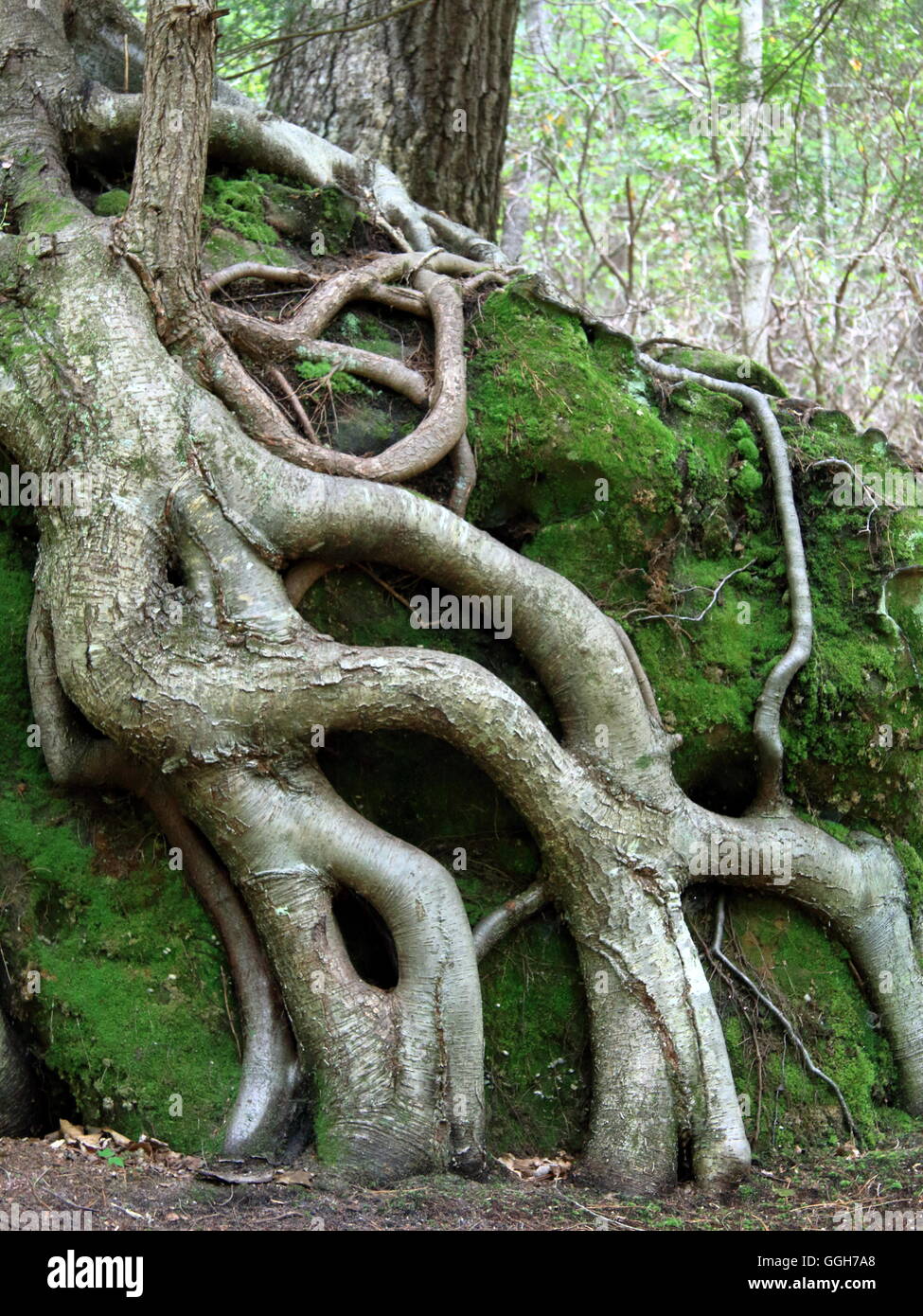 Tangled roots fight to hold on to a moss covered boulder. Stock Photo