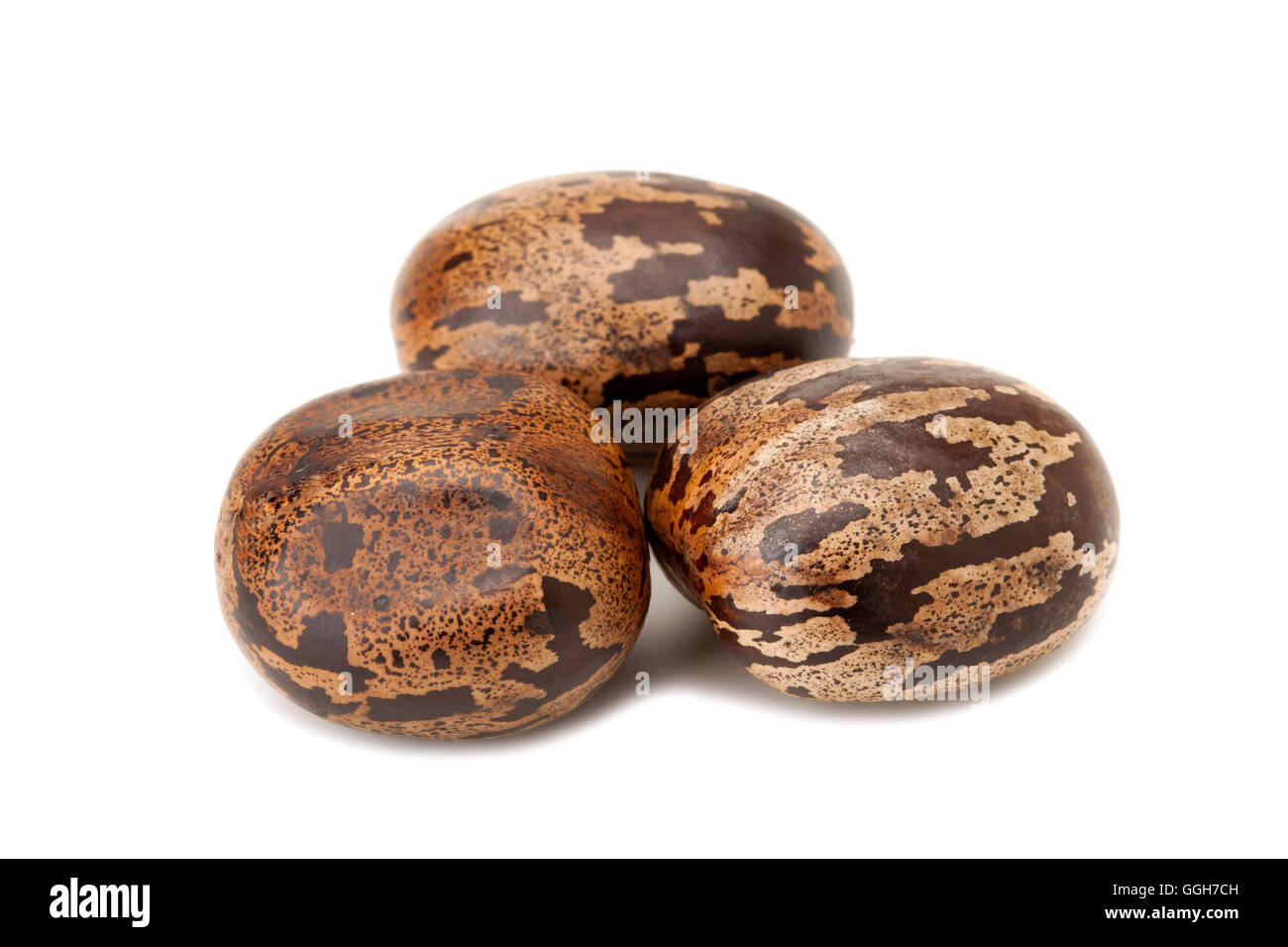 brown rubber seed isolated on white background Stock Photo