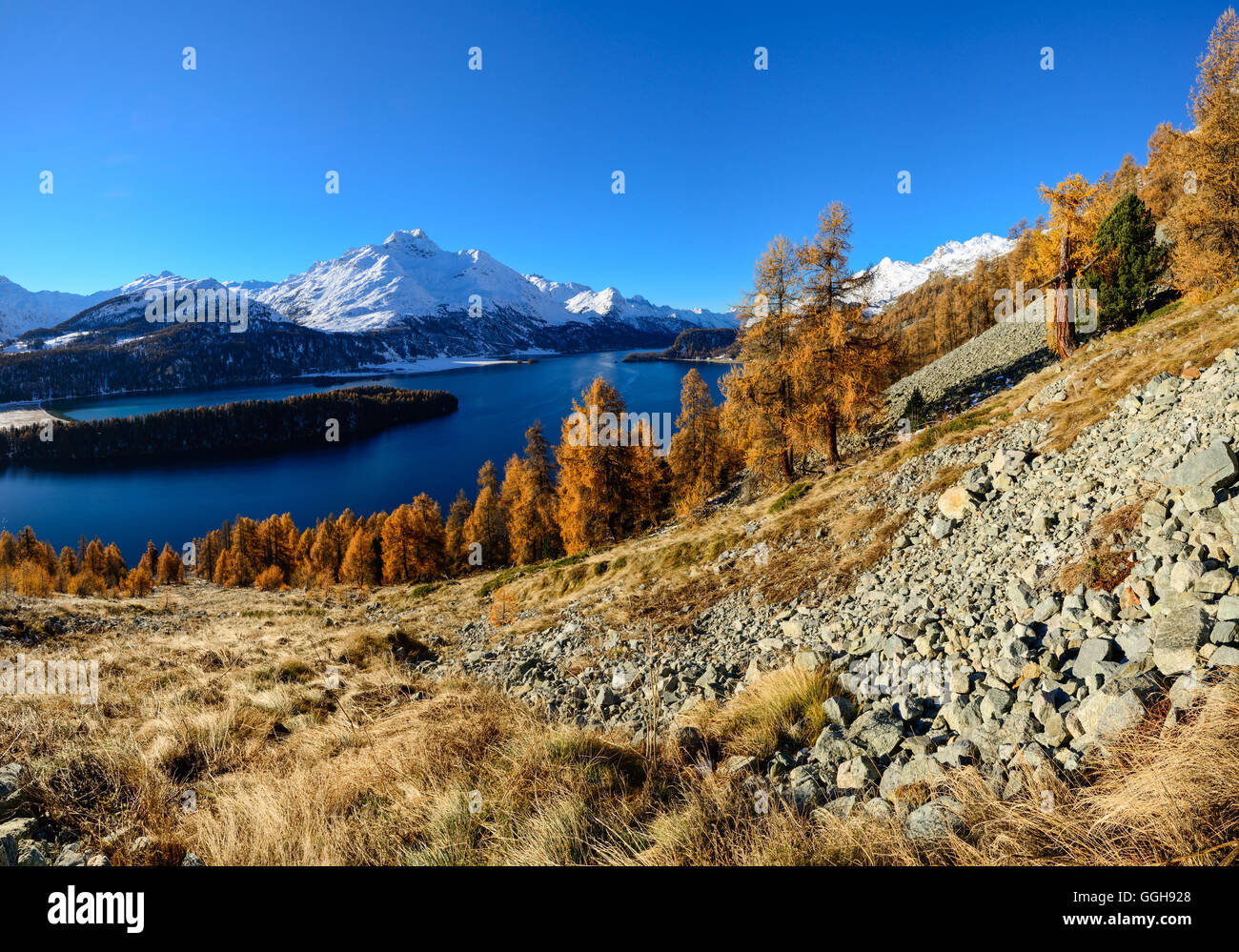 Golden larches in front of Lake Sils and Piz da la Margna (3159 m), Engadin, Grisons, Switzerland Stock Photo
