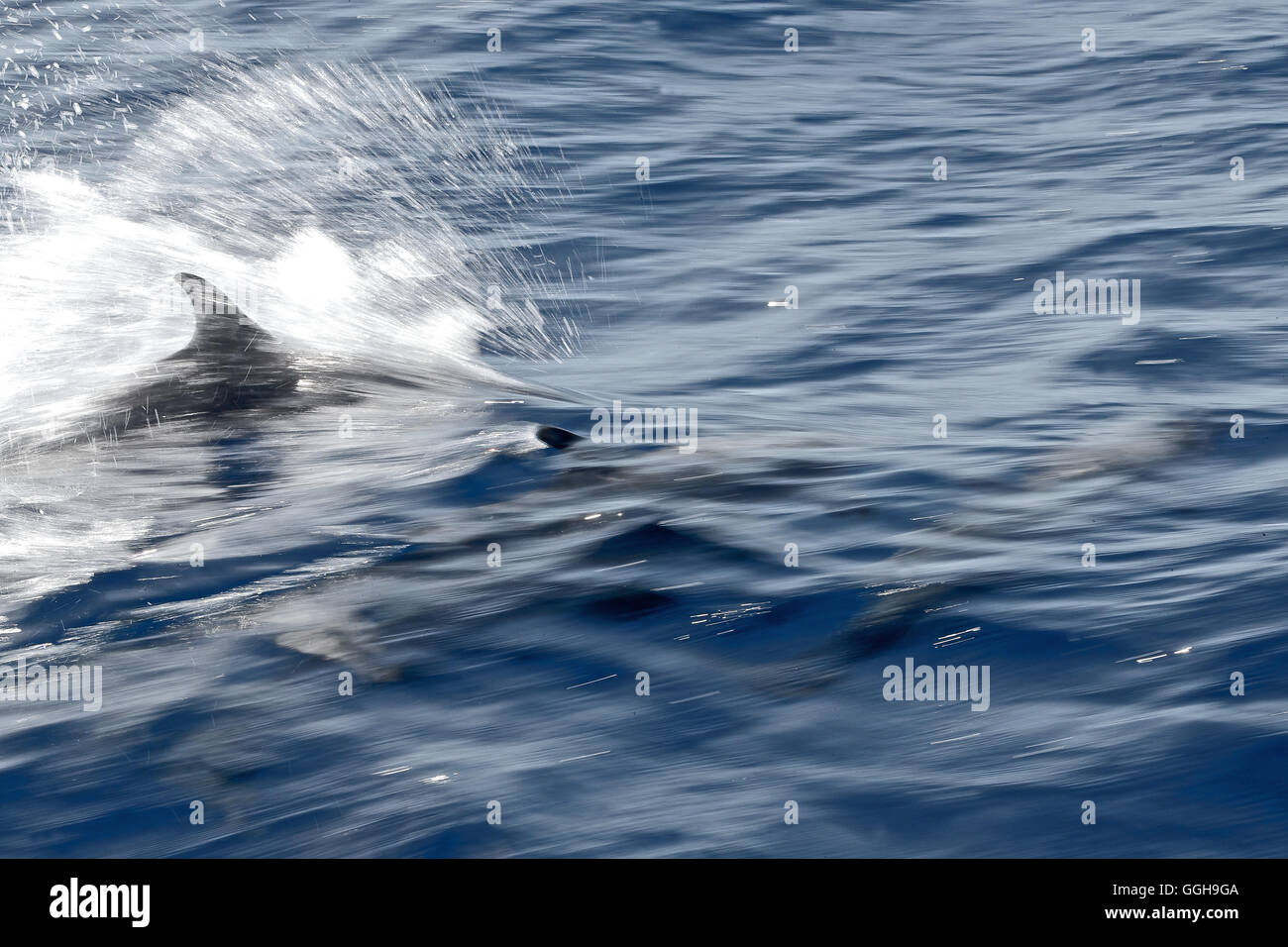 Swimming dolphins, Dominica, Lesser Antilles, Caribbean Stock Photo