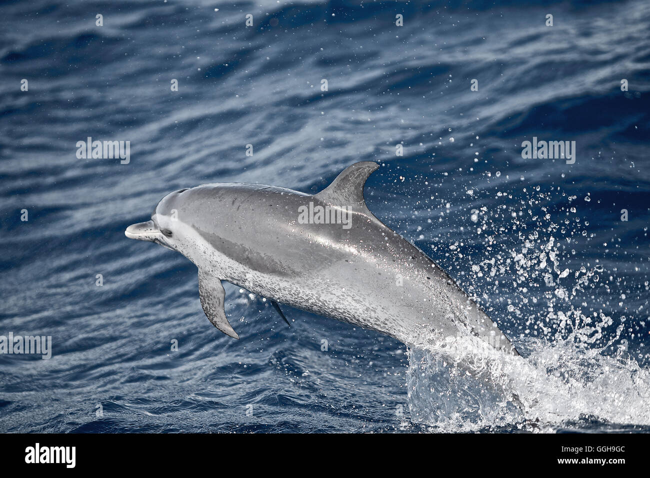 Jumping dolphin, Dominica, Lesser Antilles, Caribbean Stock Photo