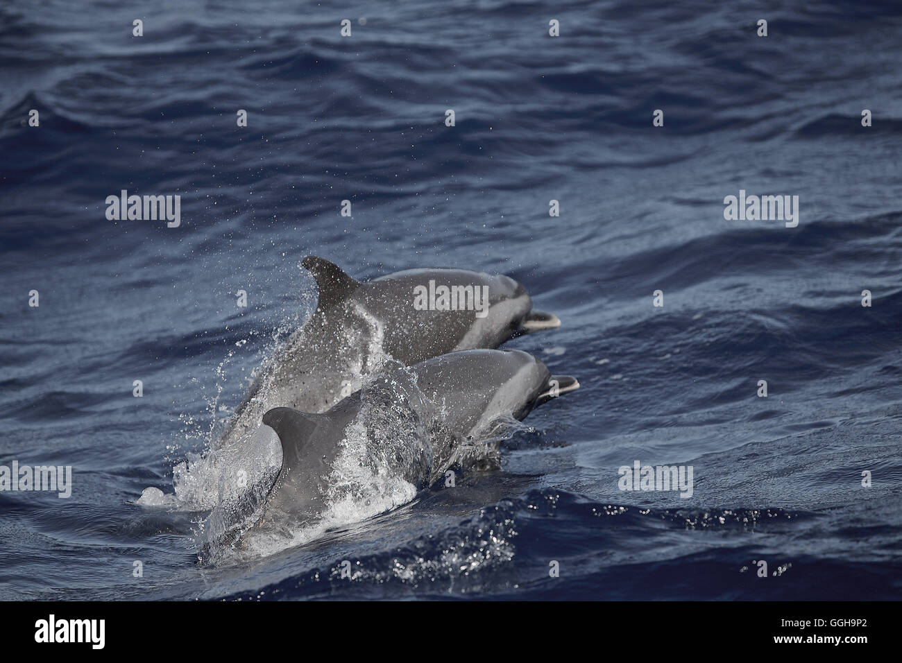 Two swimming dolphins, Dominica, Lesser Antilles, Caribbean Stock Photo