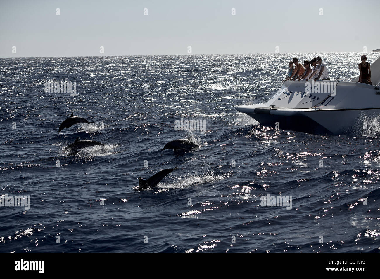 Persons on a boat watching swimming dolphins, Dominica, Lesser Antilles, Caribbean Stock Photo