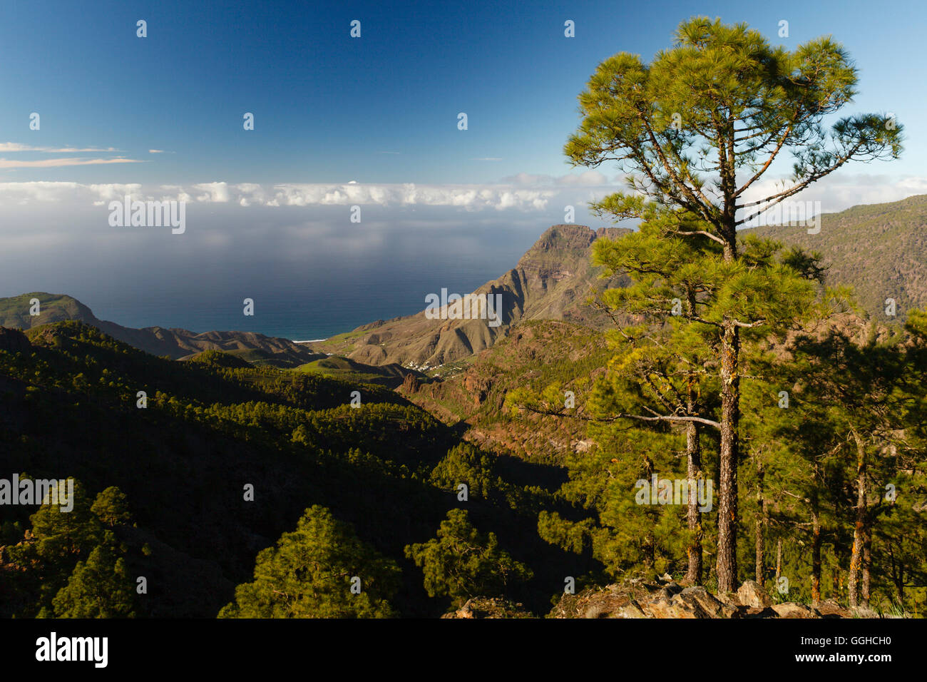 View from Altavista mountain, canarian pine trees, mountains, Valley of El Risco, Faneque mountain, near Agaete, Natural Preserv Stock Photo