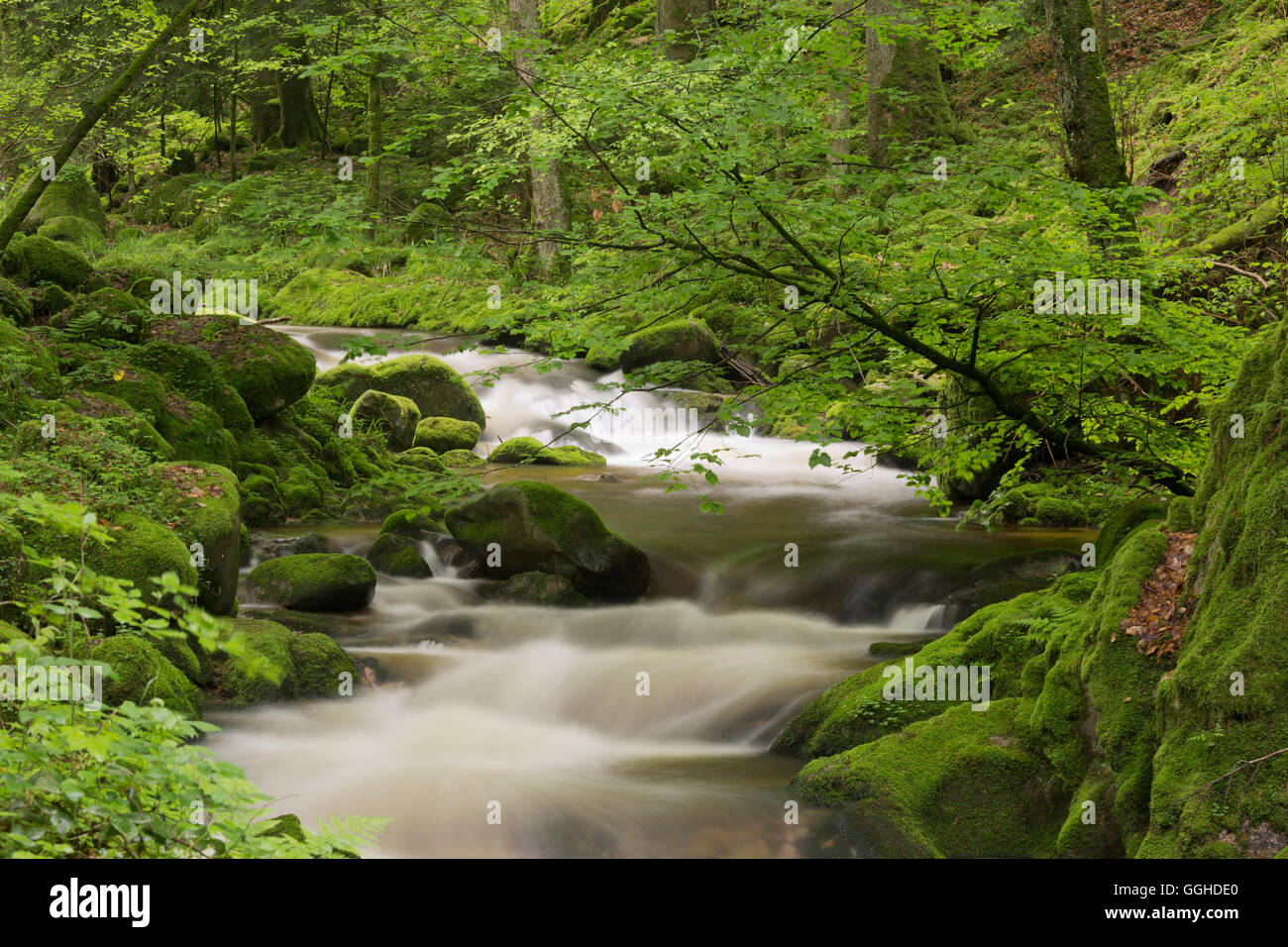 Stream, Grobbach, Geroldsau, Black Forest, Baden-Baden, Baden-Wuerttemberg, Germany Stock Photo
