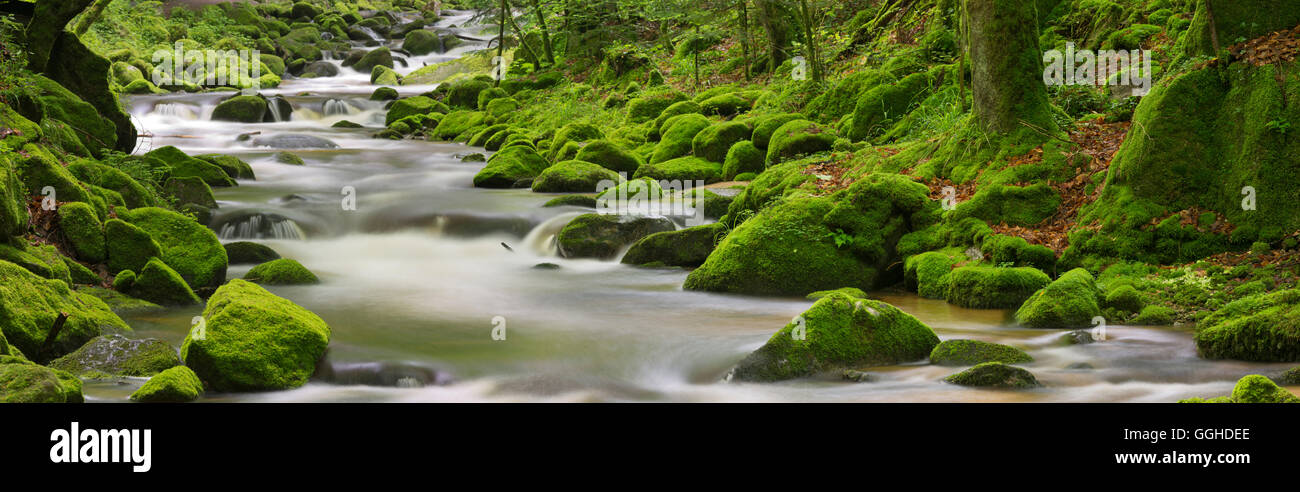 Stream, Grobbach, Geroldsau, Black Forest, Baden-Baden, Baden-Wuerttemberg, Germany Stock Photo