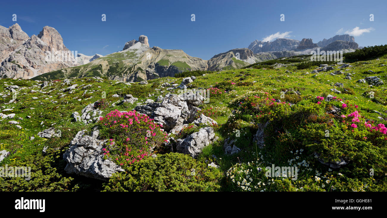Schwalbenkofel, Almenrausch, Langalm, South Tyrol, Dolomites, Italy Stock Photo