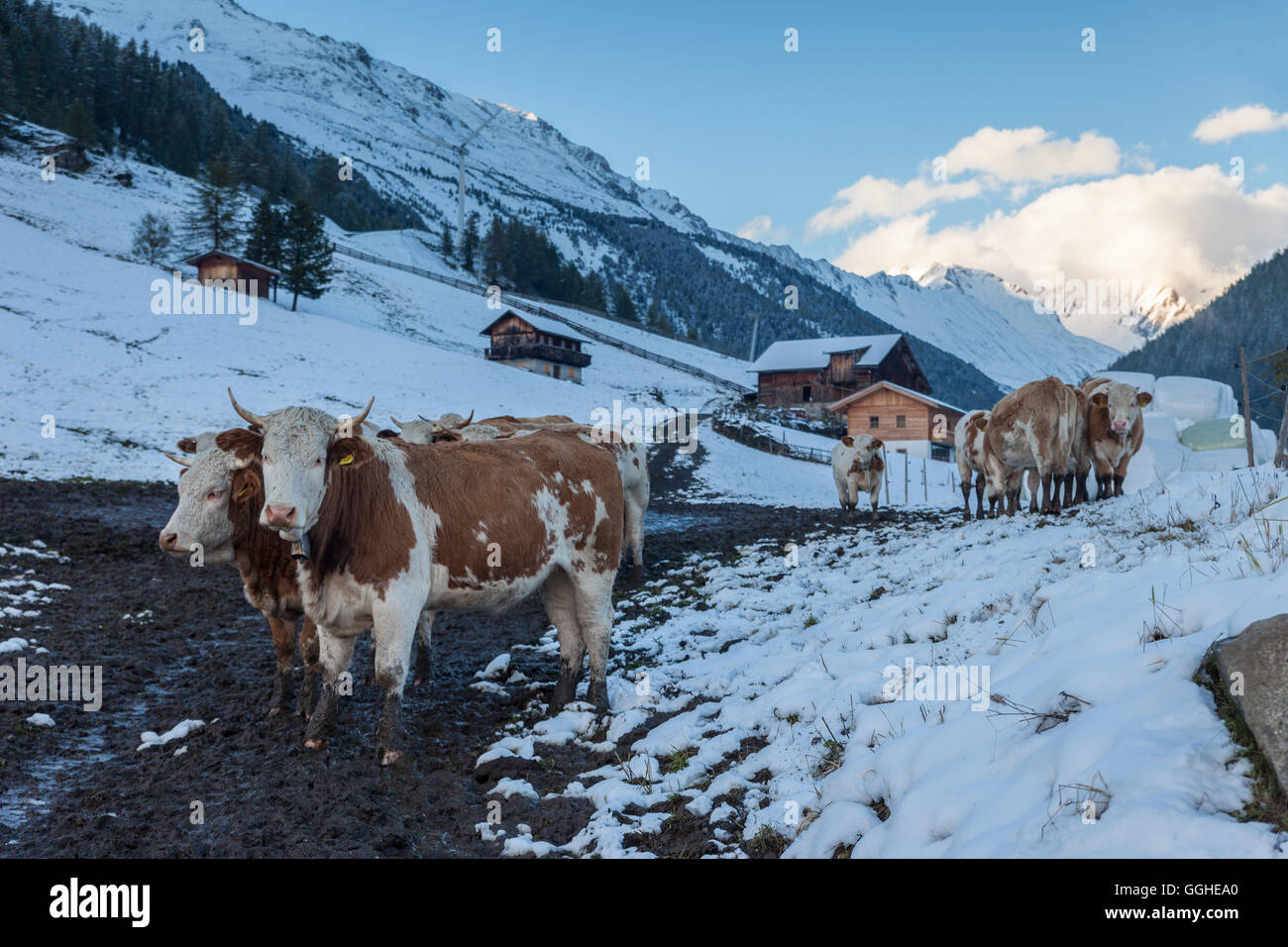 geography / travel, Italy, South Tyrol, cows in the first snow in Rein in Taufers, Reintal, Additional-Rights-Clearance-Info-Not-Available Stock Photo