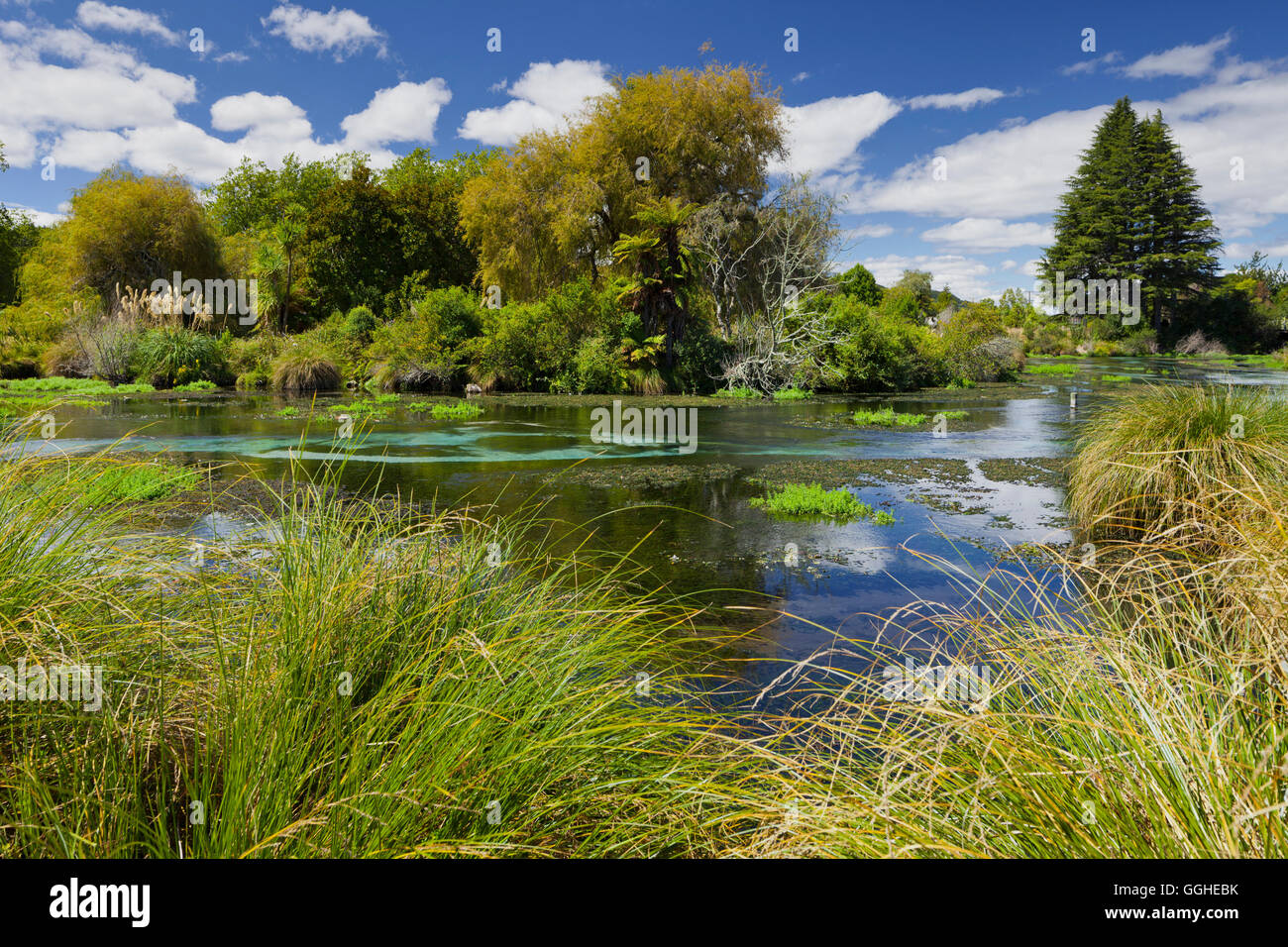 Hamurana Springs, Rotorua, Bay of Plenty, North Island, New Zealand Stock Photo