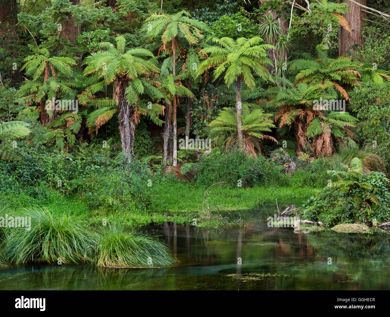 Palm trees and tree ferns hi-res stock photography and images - Alamy