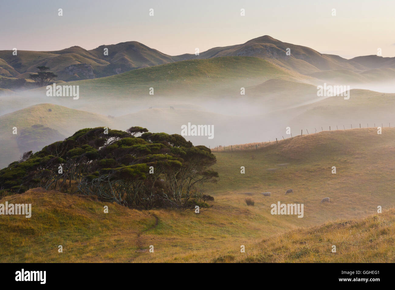 Morning light over meadow, Wharariki, Tasman, South Island, New Zealand Stock Photo