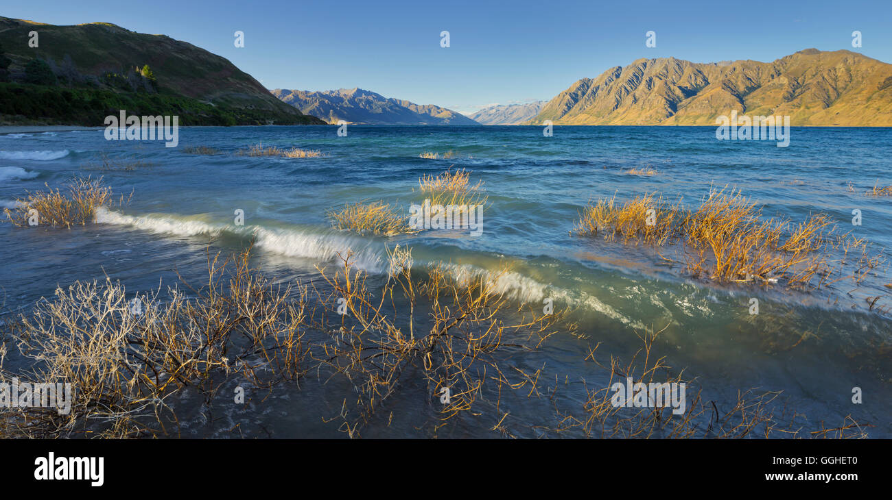 Shore with bushes at Lake Hawea, Otago, South Island, New Zealand Stock Photo