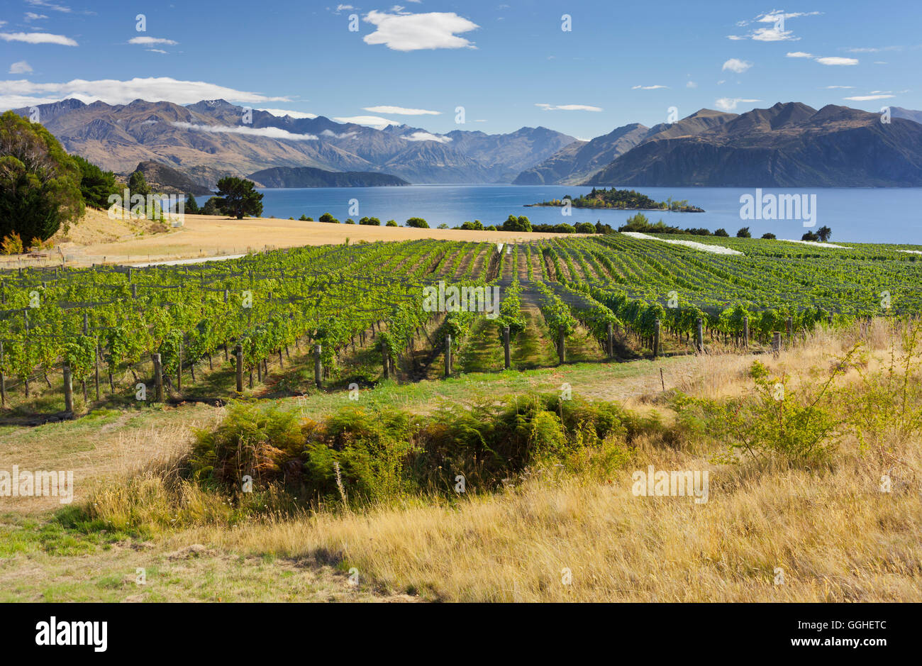 Rippon vineyards, Ruby Island, Lake Wanaka, Otago, South Island, New Zealand Stock Photo