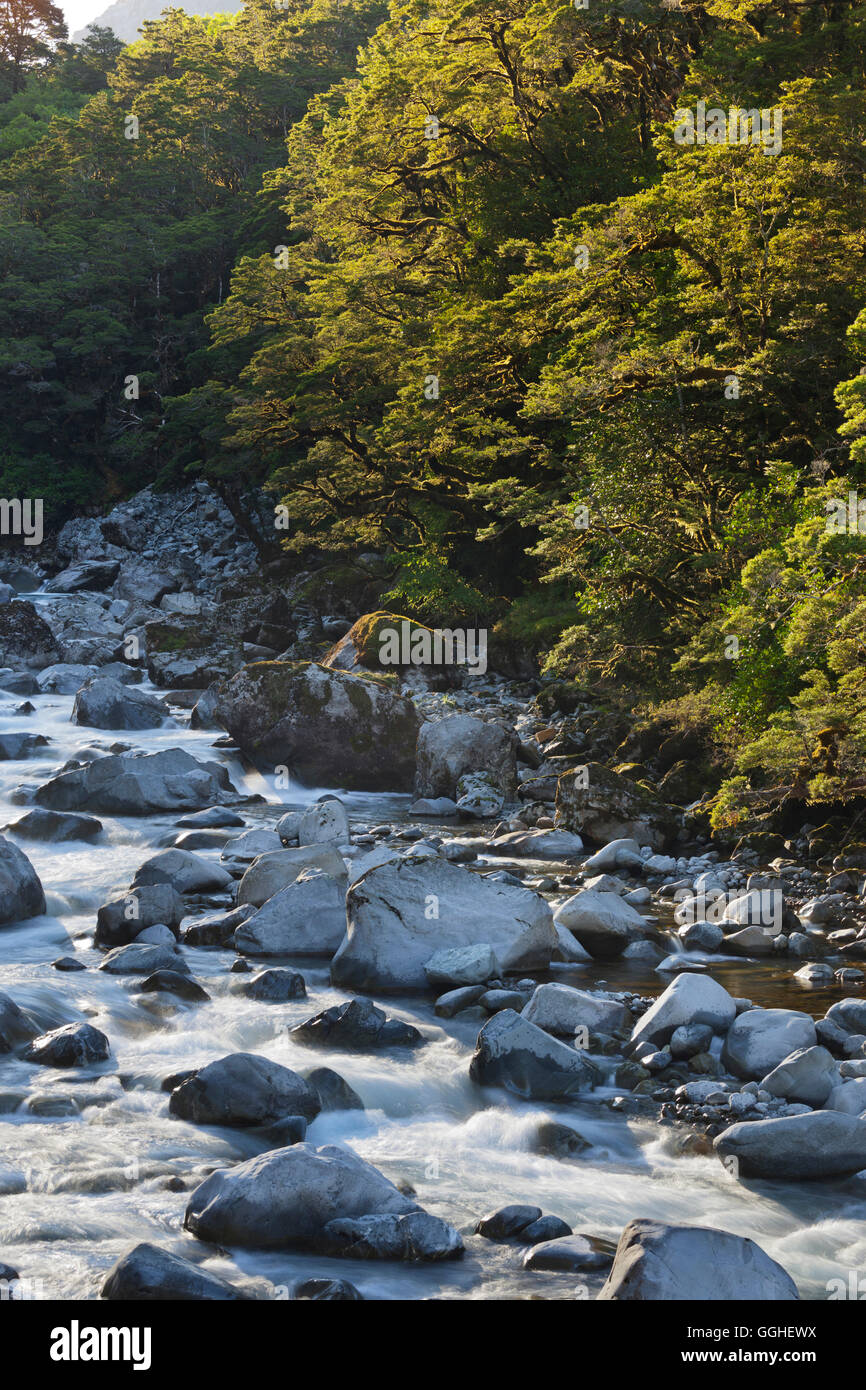 Hollyford River, Fiordland National Park, Southland, South Island, New Zealand Stock Photo