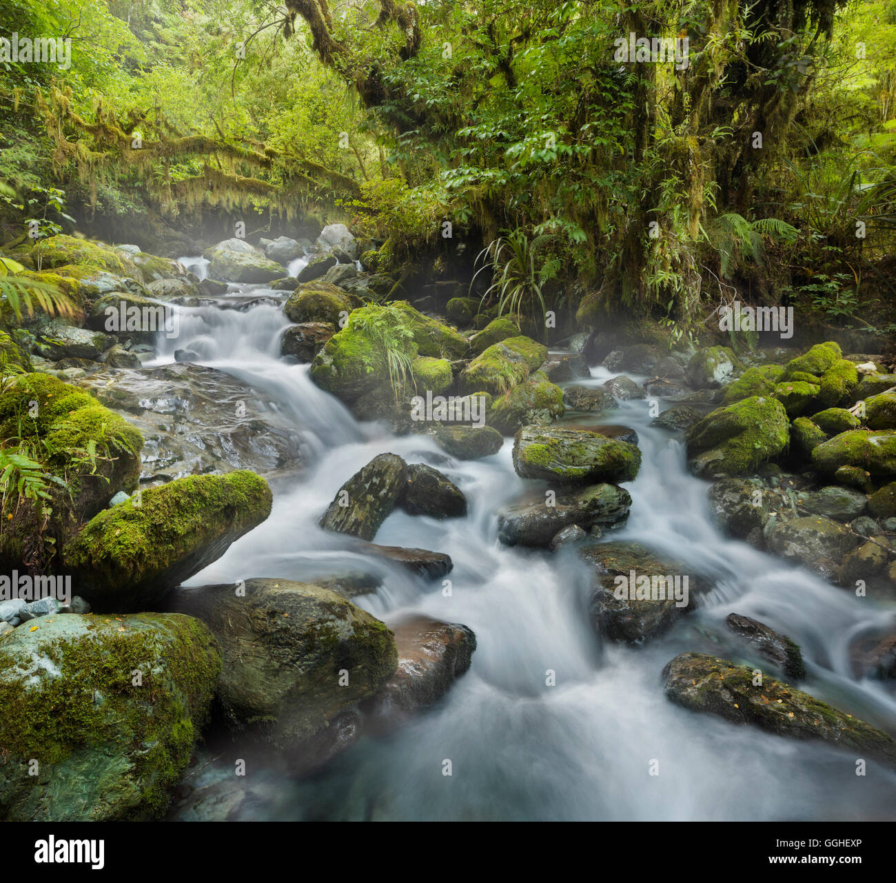 Forest creek, stream, Fiordland National Park, Southland, South Island, New Zealand Stock Photo