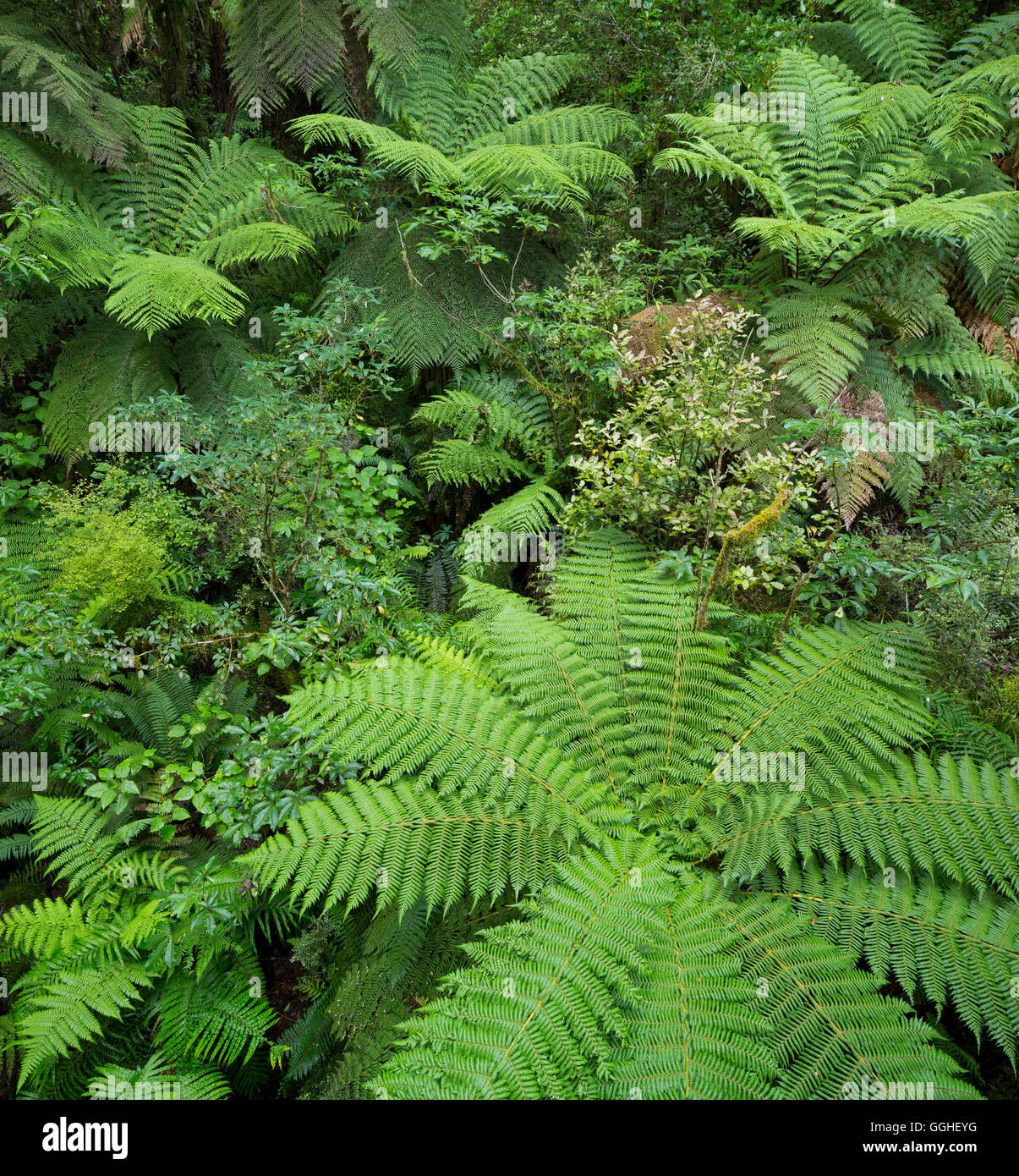 Tree Ferns In New Zealand High Resolution Stock Photography and Images ...