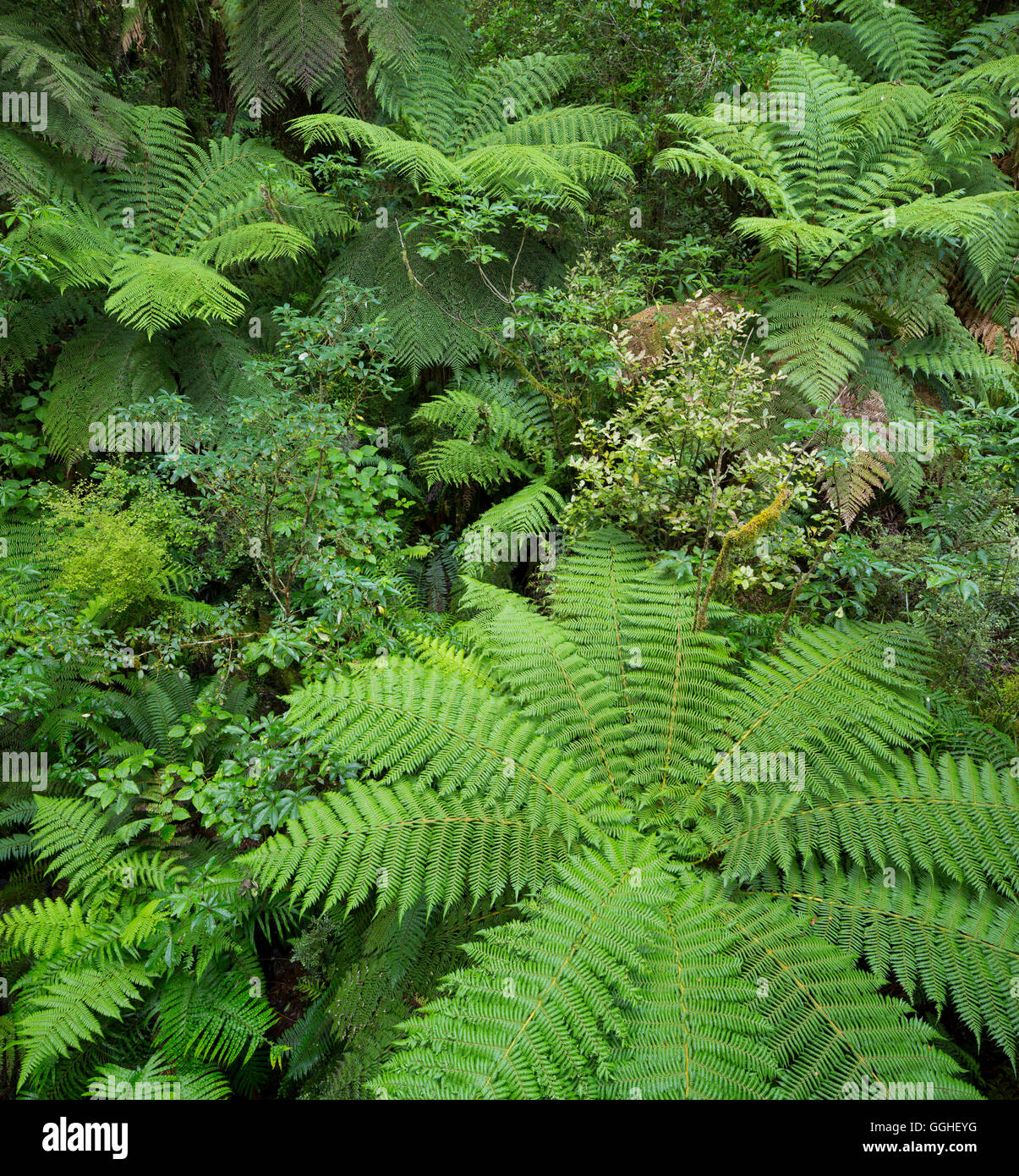 Wood and ferns in Fiordland National Park, Southland, South Island, New Zealand Stock Photo