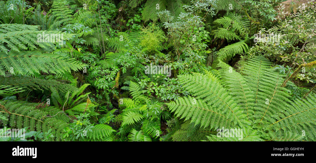 Wood and ferns in Fiordland National Park, Southland, South Island, New Zealand Stock Photo