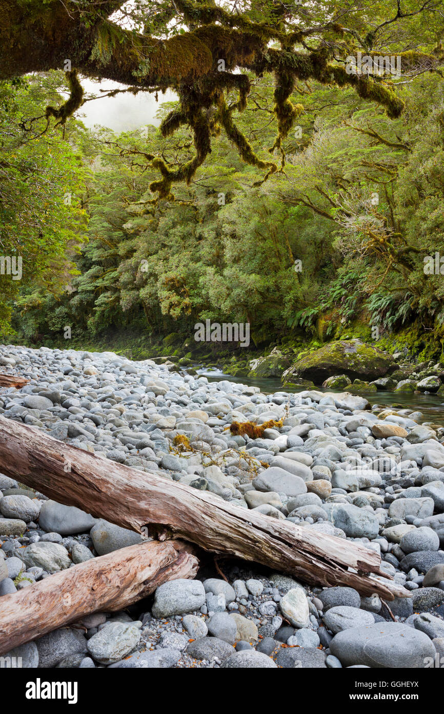 Cleddau River with driftwood, Fiordland National Park, Southland, South Island, New Zealand Stock Photo