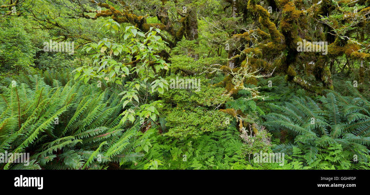 Forest with ferns, Fiordland National Park, Southland, South Island, New Zealand Stock Photo